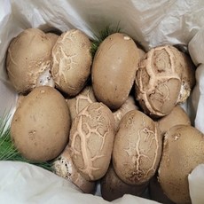 25년 국산 무농약 친환경 (특)이슬송이버섯 1kg 이슬로버섯 송이버섯 이슬버섯 선물용버섯, 1개