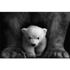 북극곰스노우볼