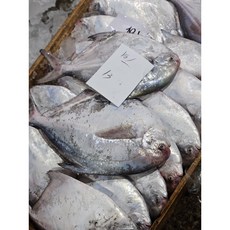 신안 임자지도 생물병어 산지직송, 가.중병어, 1개