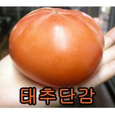 태추단감(왕단감) 접목1년특묘 2그루 나무묘목 과일나무 과실수 유실수, 2개