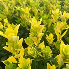 황금 사철나무 1년 모종 100주 울타리용조경수 사계절푸른나무, 100개