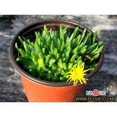 노란송엽국