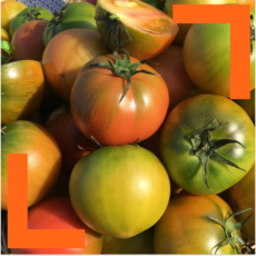 파머스넷 대저 짭짤이 토마토, 1박스, 못난이 토마토 2.5kg