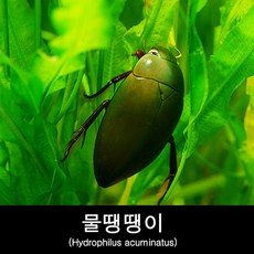 물땡땡이키우기 Hydrophilus acuminatus, 1개