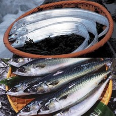 제주갈치낚시tv