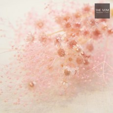 THE VOM 스타플라워와 안개 꽃다발-프리저브드, 핑크+유리베이스, 1개