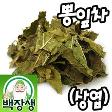 생뽕잎