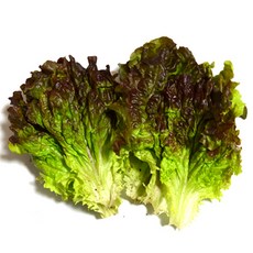 적로메인1kg