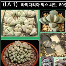 리톱스 나라 씨앗, (LA 1) 라피다리아 믹스 씨앗 80립, 1개