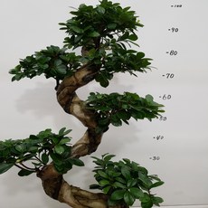 플로우마니