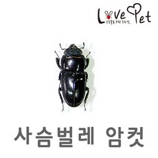 사슴벌레암컷