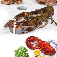 이강크랩 살아있는 활 바다가재 랍스타 500g~1.2kg, 600g, 1개