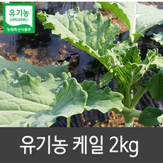 원주 유기농 녹즙용 신선초 케일 2kg, 1박스