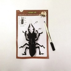 아크릴수지곤충표본만들기