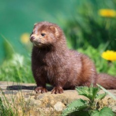 엑스트라퓨리파이드네츄럴밍크오일100