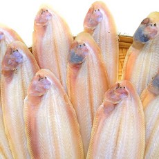 서대(박대)반건조 (29~30cm) 10-11마리 중량 1200g이상, 1박스