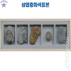 관찰표본