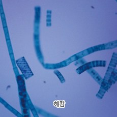 해캄이미지
