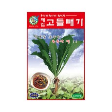 고들빼기씨앗