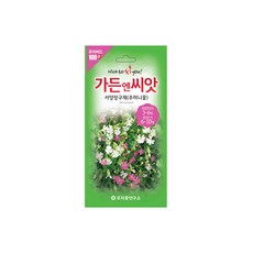 장구채주머니