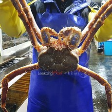 이강크랩 신선 라이브 활 블루 킹크랩 러시아직송, 1마리, 2.2kg