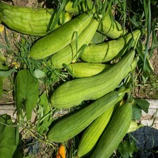 삼음시골농장