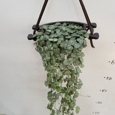 러브체인 공기정화식물 반려식물 온누리꽃농원