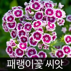 패랭이꽃씨앗 패랭이꽃 씨앗 ( dianthus seed 400알 ), 1개