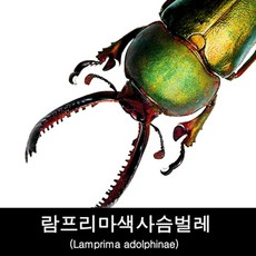곤충표본/람프리마색사슴벌레/Lamprima adolphinae, 수컷20~24mm, 1개