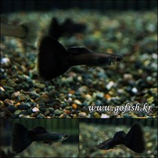 고피쉬 모스코우블랙 구피 1쌍, 1세트