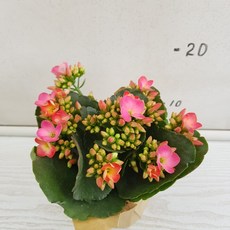 c82a8ed1-3d4a-41b4-b72d-ca095f6da577.jpg
