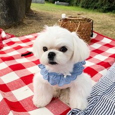 강아지자수스카프빕