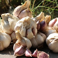 친환경팔도 [산지직송] 22년 수확 황토 무안 햇 통마늘(남도/대) 5kg, 1개