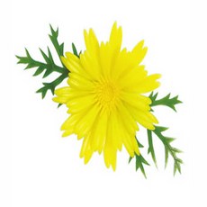 꽃꽂이레슨미국식강남