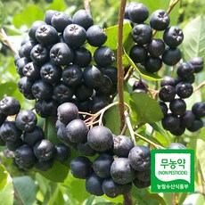 단양아로니아