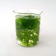 검정말광합성실험