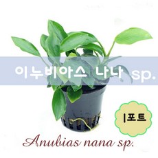 (주)가성아쿠아홈펫 이누비아스 나나 sp. 1포트 활착수초 초보수초 수초, 1개