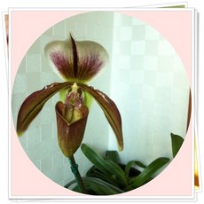 서피란