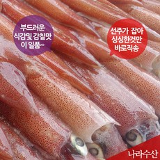 동해안 국산 오징어 한치1kg, 2개, 02_한치1kg(대자)(2~3마리)