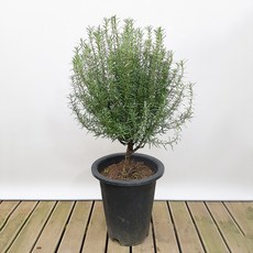 로벨리아화분