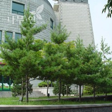 스트로브