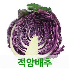 적채8kg