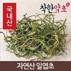 일엽초