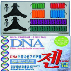 dna모형조립세트