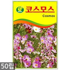 강남식용꽃파는곳