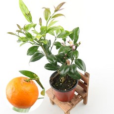 갑조네 오렌지레몬나무 (소) 황금레몬 레몬나무 오렌지 레몬키우기 비타민C 레몬트리 레몬 묘목 공기정화식물 식용식물