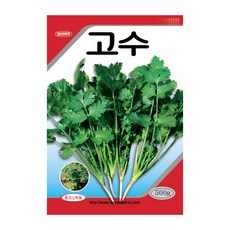 고수씨앗