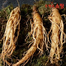 우체국쇼핑 진안고원 실속형 수삼5년근 12뿌리(600g 내외)+지함상자, 1개, 600g(5년근)+지함상자, 600g