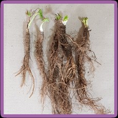 화천산약초 일당귀(쌍당귀) 모종 1년생뿌리모종 개당600원, 100개