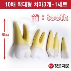 셀프손발모형